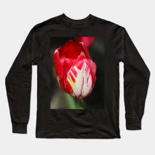 eine Tulpe rot und weiss Long Sleeve T-Shirt